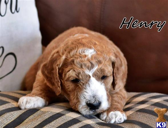 Henry McDreamy Picture 3